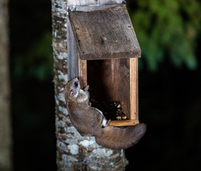 Northern flying squirrel also called Polatouche in French, taken in cottage country north Quebec.