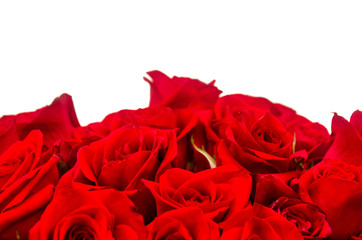 Bouquet of red roses with white background