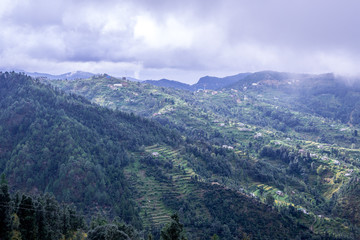 Stepping Fields in Himalayas Lohaghat, Uttarakhand, India