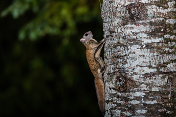 Northern flying squirrel also called Polatouche in French, taken in cottage country north Quebec.