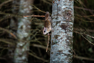 Northern flying squirrel also called Polatouche in French, taken in cottage country north Quebec.