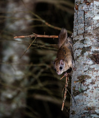 Northern flying squirrel also called Polatouche in French, taken in cottage country north Quebec.