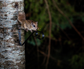 Northern flying squirrel also called Polatouche in French, taken in cottage country north Quebec.