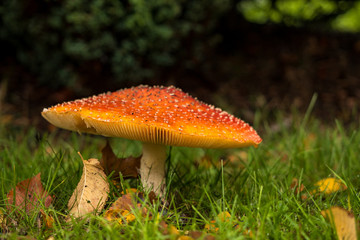 close up of giant red mushroom with white spots on the cap on a fall leaves filled grassy ground