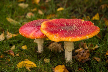 close up of big red mushrooms with white spots on the cap on a fall leaves filled grassy ground