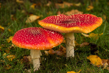 close up of big red mushrooms with white spots on the cap on a fall leaves filled grassy ground