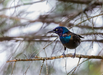 Common grackle perched in a Boreal forest, Quebec, Canada.