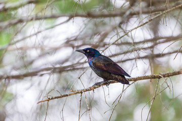 Common grackle perched in a Boreal forest, Quebec, Canada.