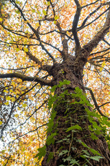 tall trees with moss covered trunks and yellow autumn leaves covered top view from below