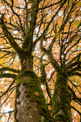 tall trees with moss covered trunks and orange autumn leaves covered top view from below