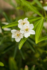 three small white flowers with green leaves background
