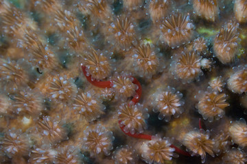 natural coral close up