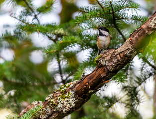 Chickadee perched in a boreal forest Quebec, Canada.