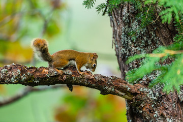 Red squirrel feeding in a tree in a boreal forest Quebec, Canada.