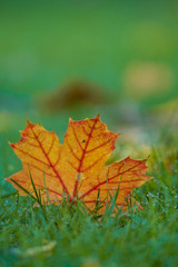 one orange leaf on the green grassy ground in the shade
