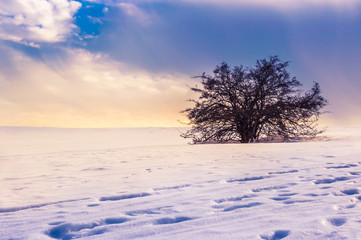 Lonely tree in a magical winter landscape with snow and dramatic sky