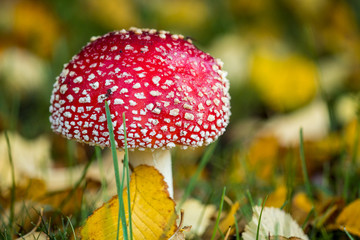mushroom with red cap and white spots on autumn leaves filled ground