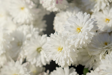 A lot of white flowers with yellow pistil. flowers blossomed in the sun.