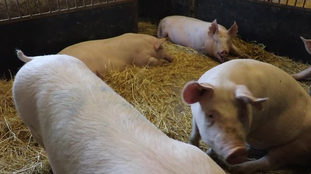 Pig in pigsty getting up