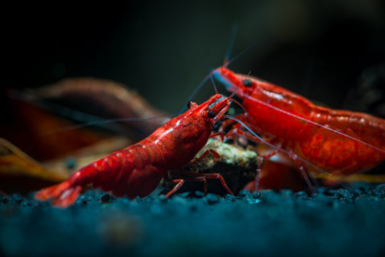 Red neocaridina shrimp fire pet aquarium water