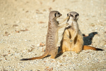 closeup of two adult fighting suricates in the sandy desert
