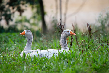 Pomerania house geese lying in a flowering meadow looking like Siamese twins