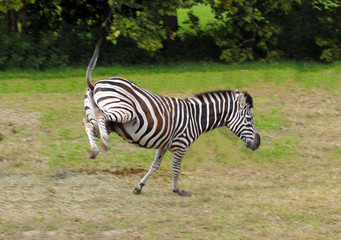 Fototapeta na wymiar cheerful zebra -Equus burchell's- jumps on the grass in nature