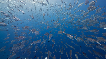 Huge school of silver fish