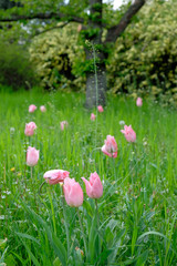 This picture the part of sorozatv was made with a spring. An arborétunban I took a photo.