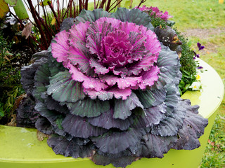 Colorful flowering cabbage with rain drops