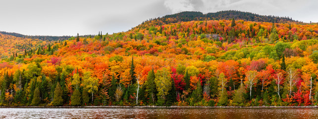 Fall scene in the Quebec cottage country with golden leaves and fall colors. - obrazy, fototapety, plakaty