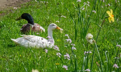 Enten auf einer Frühlingswiese