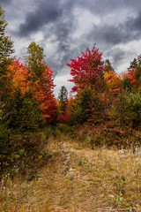 Fall scene in the Quebec cottage country with golden leaves and fall colors.