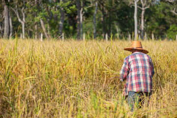Naklejka na ściany i meble Farmer Standing in the rice field for harvesting.
