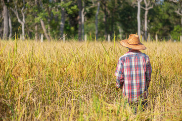 Naklejka na ściany i meble Farmer Standing in the rice field for harvesting.