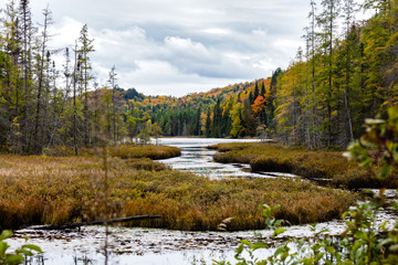 Obraz premium Fall scene in the Quebec cottage country with golden leaves and fall colors.