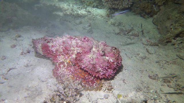 Echter Steinfisch (Synanceia verrucosa) bei der n&auml;chtlichen Jagd nach Fischen, Hurghada, &Auml;gypten