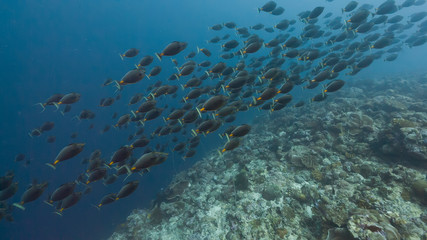 Spawning aggregation of Orange-spine Surgeonfish