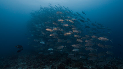 Large school of fish swim over deep coral reef