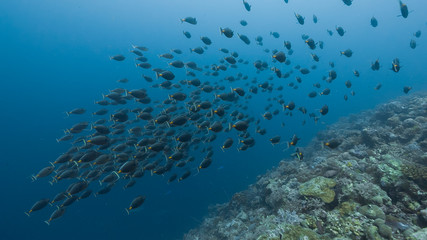 Fototapeta na wymiar Spawning aggregation of Orange-spine Surgeonfish