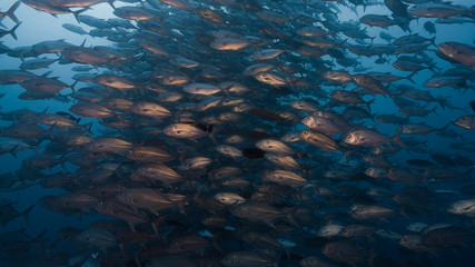 Large school of fish swim over deep coral reef