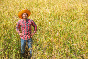 Naklejka na ściany i meble Happy Farmer Standing in the rice field for harvesting.