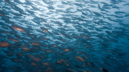 Huge school of silver fish