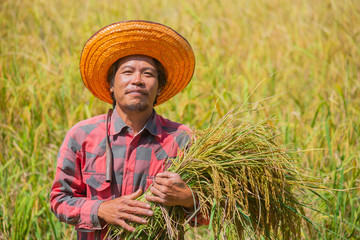 Fototapeta premium Close up of farmer holding rice and looking at camera in the rice field in hot sunlight.