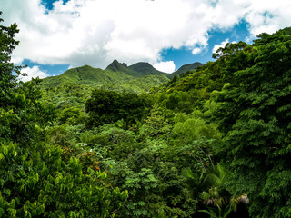 Fototapeta na wymiar El Yunque National Forest, Puerto Rico