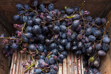 Wine-making. Technology of wine production. The folk tradition of making wine. Wine production in Moldova. The ancient tradition of grape processing.