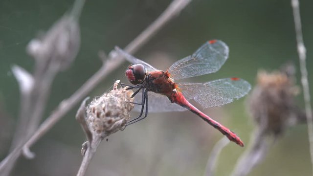 Red-veined darter or nomad (Sympetrum fonscolombii) is a dragonfly of genus Sympetrum.  Flying adderis similar to other Sympetrum species but. Males have a red abdomen, redder than many