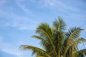Fluffy coco palm on blue sky background. Green palm tropical landscape photo. Exotic place for vacation.