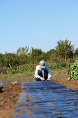 畑で作業する男性