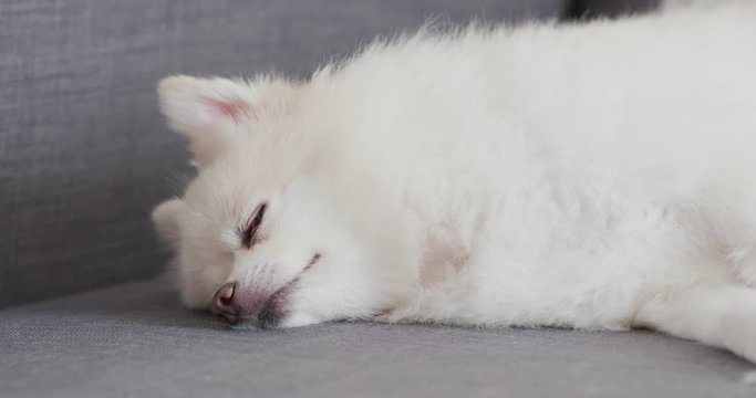 Pomeranian sleep on sofa at home